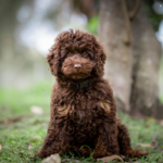 Heston for OSF 1 1 150x150