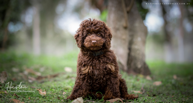 Heston for OSF 1 1 768x410