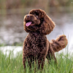 Heston for OSF 2 1 150x150