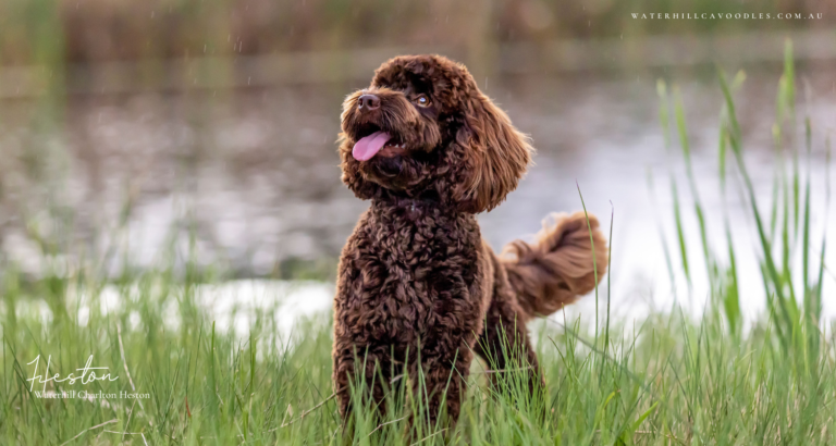 Heston for OSF 2 1 768x410