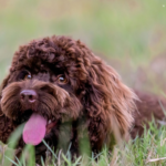 Heston for OSF 3 1 150x150