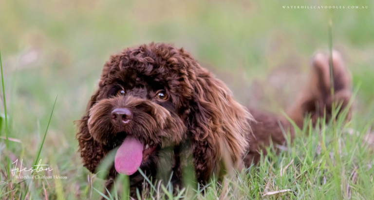 Heston for OSF 3 1 768x410