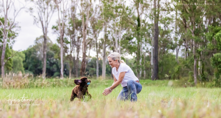 Heston for OSF 4 1 768x410