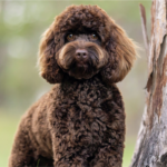 Heston for OSF 5 1 150x150