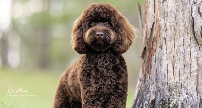 Heston for OSF 5 1 768x410