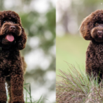 Heston for OSF 6 1 150x150