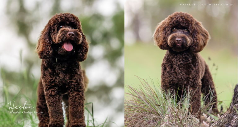 Heston for OSF 6 1 768x410