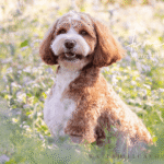 OSF Freddie 1 150x150