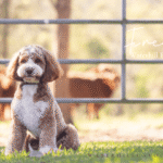 OSF Freddie 2 150x150