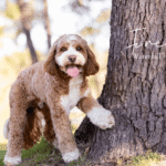 OSF Freddie 3 150x150