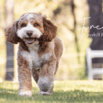 OSF Freddie 4 150x150