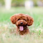 Redford for OSF 1 150x150