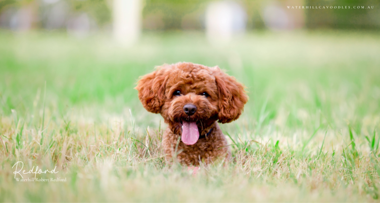 Redford for OSF 1 768x410