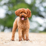 Redford for OSF 2 150x150