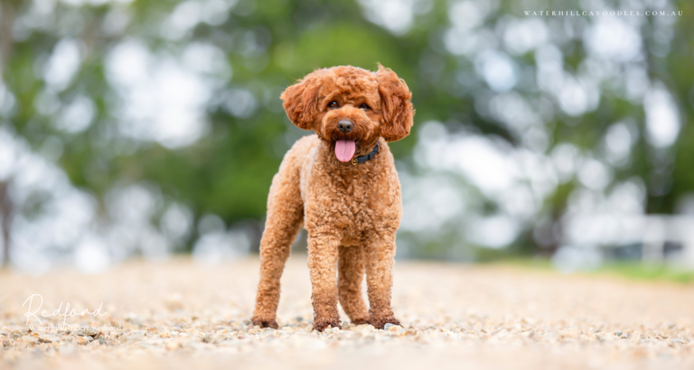 Redford for OSF 2 768x410