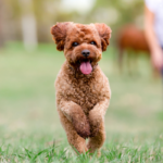 Redford for OSF 3 150x150