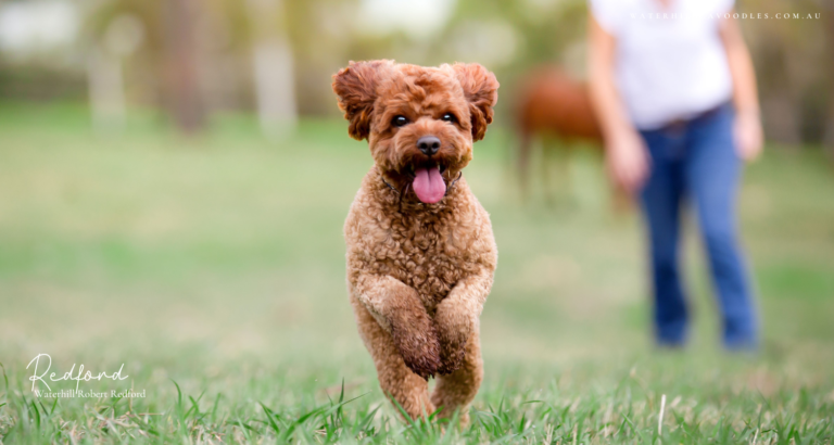 Redford for OSF 3 768x410