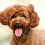 Redford for OSF 5 150x150