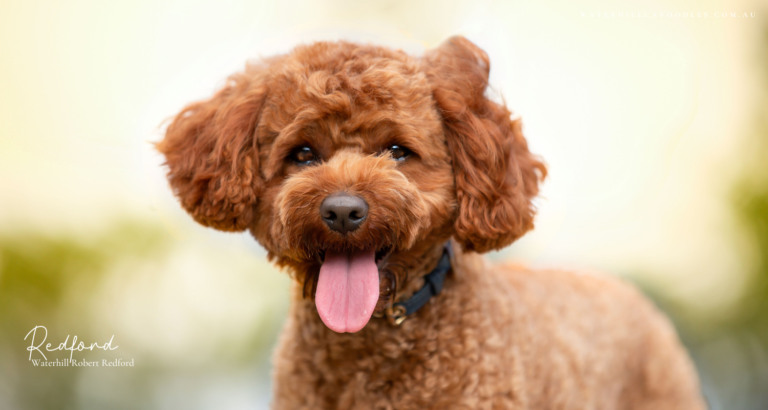 Redford for OSF 5 768x410