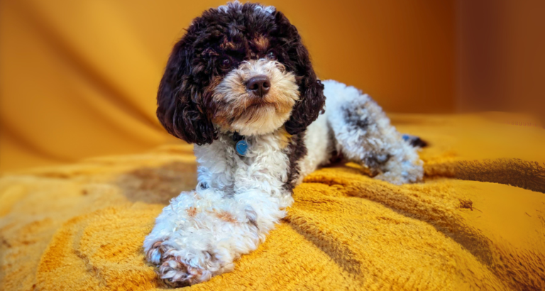 STUDS OSF 15000800 768x410