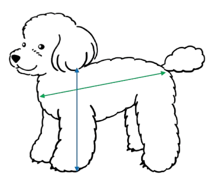 Stud Dog Body Measurements