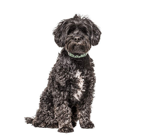 stud dog directory listing