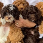 taffy bear bruno 2 150x150