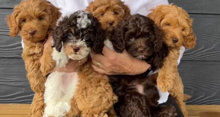 taffy bear bruno 2 768x410