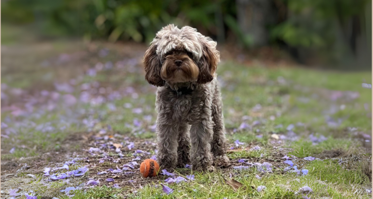 taffy bear bruno 768x410