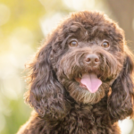 wishbone creek harry 2 150x150