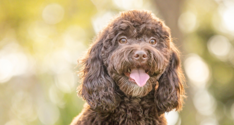 wishbone creek harry 2 768x410