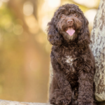 wishbone creek harry 3 150x150