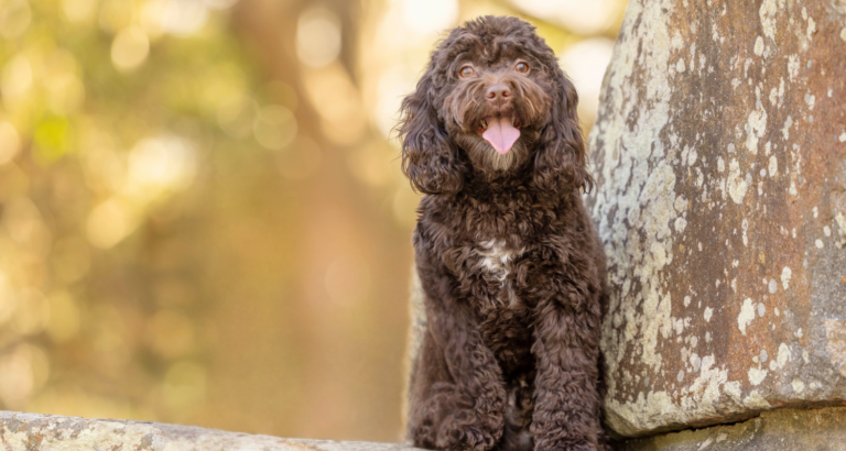 wishbone creek harry 3 768x410