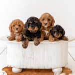 wishbone creek milo 150x150