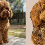 wishbone creek milo 2 150x150