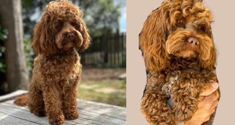 wishbone creek milo 2 768x410