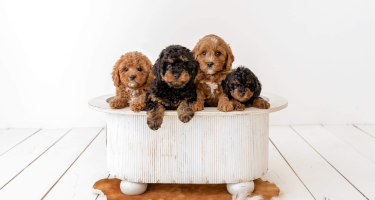 wishbone creek milo 768x410